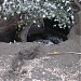 Животные пустынь в городе Киев