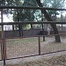 Жирафы в городе Киев