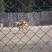 Пятнистый олень в городе Киев