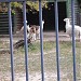 kiev zoo - llamas