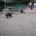 Детский зоопарк в городе Киев