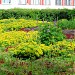 Пришкольный учебно-опытный участок Кингисеппской школы № 3 в городе Кингисепп