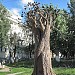 Дерево желаний в городе Киров
