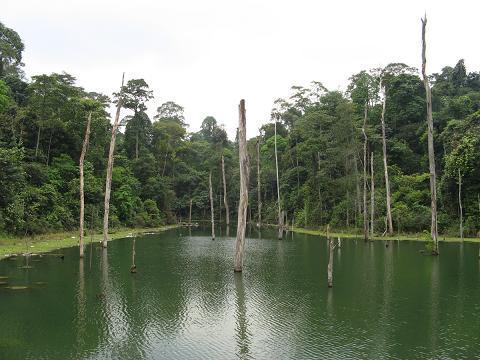 Kota Damansara Community Forest Petaling Jaya
