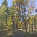 Vidrholec forest in Prague city