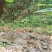 Bosque estatal Monte Choca en la ciudad de Corozal