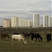 Здесь находилось конно-фермерское хозяйство «Стрелы Ярилы» в городе Москва