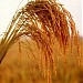 GOPI RICE MILL