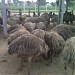 Patel's Emu Ranch in Palanpur city