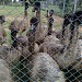Patel's Emu Ranch in Palanpur city