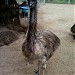 Patel's Emu Ranch in Palanpur city