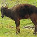 Anoa nížinný in Olomouc city