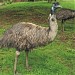 Emu hnědý  in Olomouc city