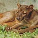 Fosa  in Olomouc city