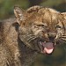 Jaguarundi  in Olomouc city