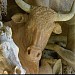 animals cave in Florence city