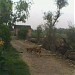 Yogesh