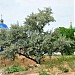Территория Никольского монастыря (ru) in Izmail city