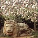 le lion in Ifrane city