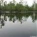 Болотно-лесной пруд в городе Долгопрудный