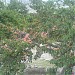 khadimskardu Garden 2 in Skardu city