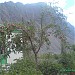 Haji Jaffar Mondoq garden in Skardu city