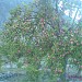Haji Jaffar Mondoq garden in Skardu city