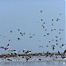 Pulicat Lake - Bird Sanctuary