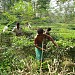 BRAC Karnafuli Tea Garden (ব্রাক কর্ণফুলী চা বাগান) Kanchan Nagar (কাঞ্চন নগর)