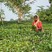 BRAC Karnafuli Tea Garden (ব্রাক কর্ণফুলী চা বাগান) Kanchan Nagar (কাঞ্চন নগর)