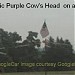 Roadside Oddity : Purple Cow Head on a Post ---and Purple Cow Shop