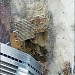 Former 3 World Trade Center - Marriott World Trade Center in New York City, New York city