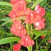 POTHIKAI NURSERY GARDEN - Branch in Madurai city