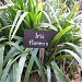 Naspatiline Nursery, Mungpoo. in Mungpoo city