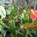 Naspatiline Nursery, Mungpoo. in Mungpoo city