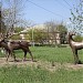 Скульптурная группа «Олени» в городе Каменск-Шахтинский