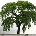 Ultimo arbol en la ciudad de Managua Metropolitana