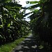 Lower U Minh National Park