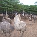 Aditya Emu Farm