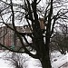 Дерево №6 в городе Калининград