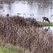 Sacramento National Wildlife Refuge