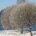 Прогулочная зона у Алтуфьевского пруда в городе Москва