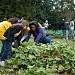 White House Kitchen Garden in Washington, D.C. city