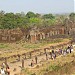 Wat Phou (Vat Phu)