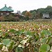 Shinobazu Pond