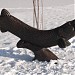 Памятник щуке в городе Кременчуг