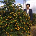 Flower and Qumquat Gaden of Nhat Tan Village