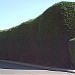 The Giant Hedge in Santa Cruz, California city