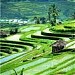 Sawah Kidul. by. yons