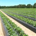 Dubois Agrinovation -Irrigation systems, plastic mulch film and row covers supplier